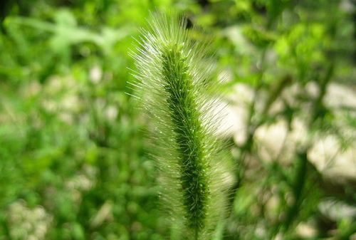 细长的尖尾巴植物学家称它为什么
