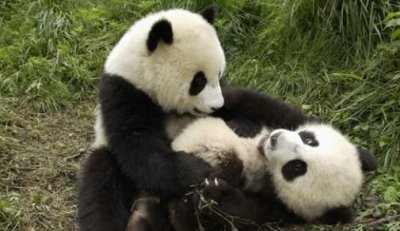 ​我国珍稀动物有哪些，中国十大珍稀动物有哪些？