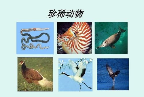 我国珍稀动物的特征和它的习性