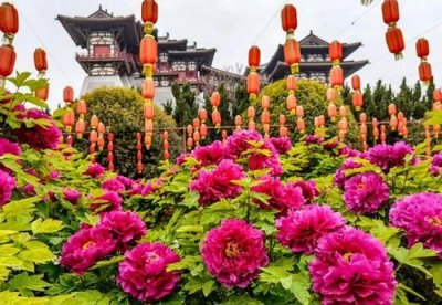 ​洛阳牡丹文化节2023什么时候举行(洛阳牡丹文化节2023)