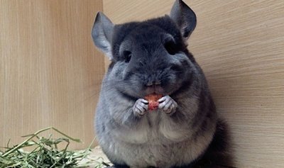 ​龙猫是什么动物?龙猫为什么没有能水洗_本名美洲栗鼠