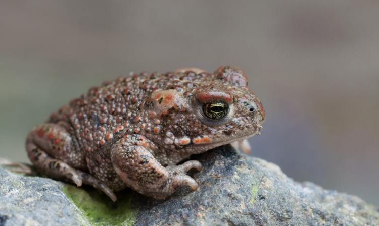 蟾蜍是什么属