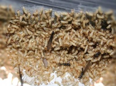 ​楼上有蚂蚁怎样能彻底消灭,家里住的楼房里有蚂蚁怎么办