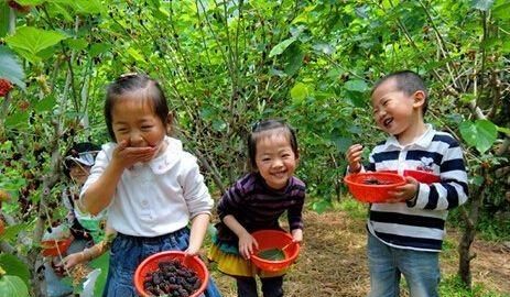 桑葚可以直接泡水喝吗，枸杞子、玛卡、黑桑葚、红枣泡水喝怎么样？图7