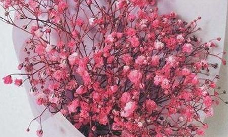 满天星花语，不同颜色的满天星花语是什么？图1