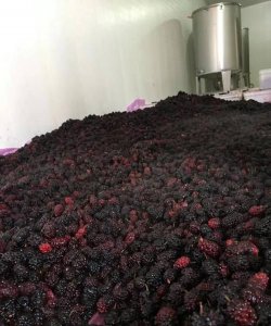 ​桑葚泡酒为什么浮起来，自酿桑椹酒中毒怎么解决？