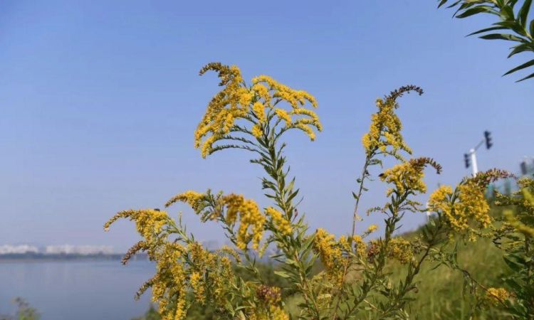 加拿大一枝黄花到底是什么济南发现一株，为什么如临大敌