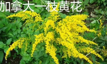 加拿大一枝黄花是什么，热搜第一的“加拿大一枝黄花”是什么来头？它对农业有哪些危害？图5