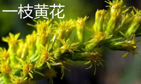 加拿大一枝黄花是什么，热搜第一的“加拿大一枝黄花”是什么来头？它对农业有哪些危害？图8
