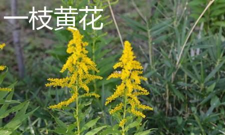 加拿大一枝黄花是什么，热搜第一的“加拿大一枝黄花”是什么来头？它对农业有哪些危害？图4