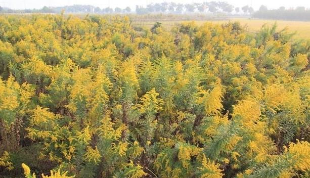 热搜第一的“加拿大一枝黄花”是什么来头它对农业有哪些危害
