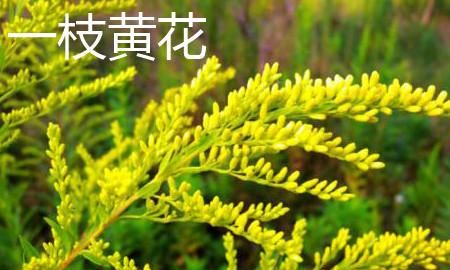 加拿大一枝黄花是什么，热搜第一的“加拿大一枝黄花”是什么来头？它对农业有哪些危害？图6