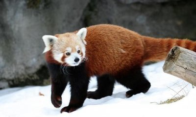 ​小熊猫是几级保护动物，大熊猫为什么是国家一级保护动物，小熊猫却是国家二级