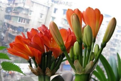 ​老鸦柿鹤顶红图片,有没有鹤顶红花图片