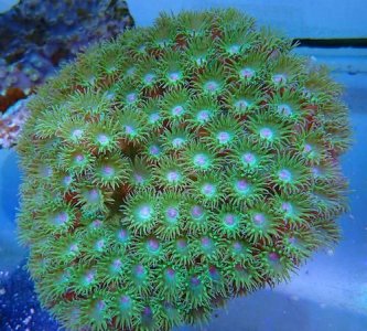 ​珊瑚是生物,初一生物学中讲到的珊瑚是生物吗