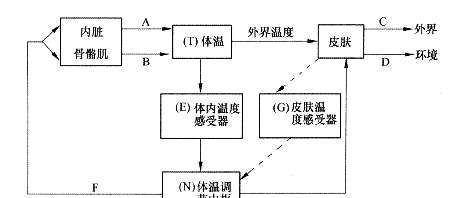 人体有哪些散热途径