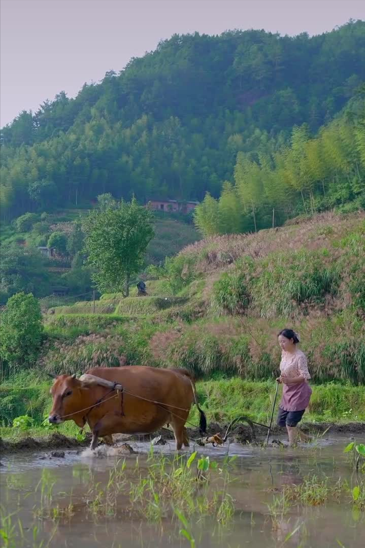 乡愁沈丹：从离异负债到带全村人致富，单亲妈妈如何完成蜕变？