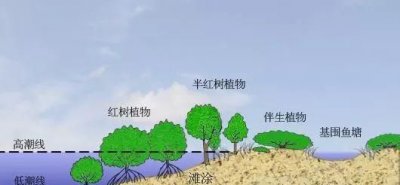 ​红树植物对高盐的潮间带环境具有特殊的什么,红树植物对高盐有什么反应