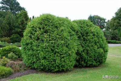 ​10种绿化植物（常见的绿化植物品种大全）