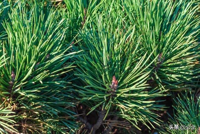 10种绿化植物（常见的绿化植物品种大全）