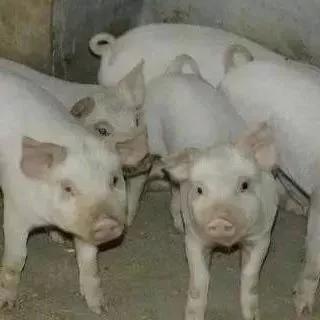 养猪场为什么不好招人（养猪场为什么难招人）
