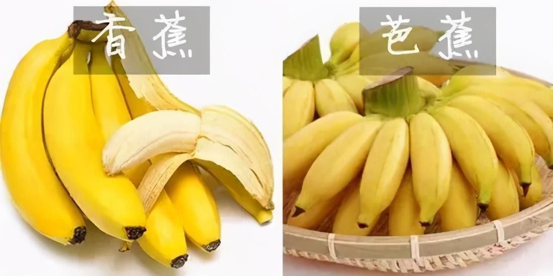 香蕉和芭蕉哪个有营养（芭蕉和香蕉区别在哪里图片）