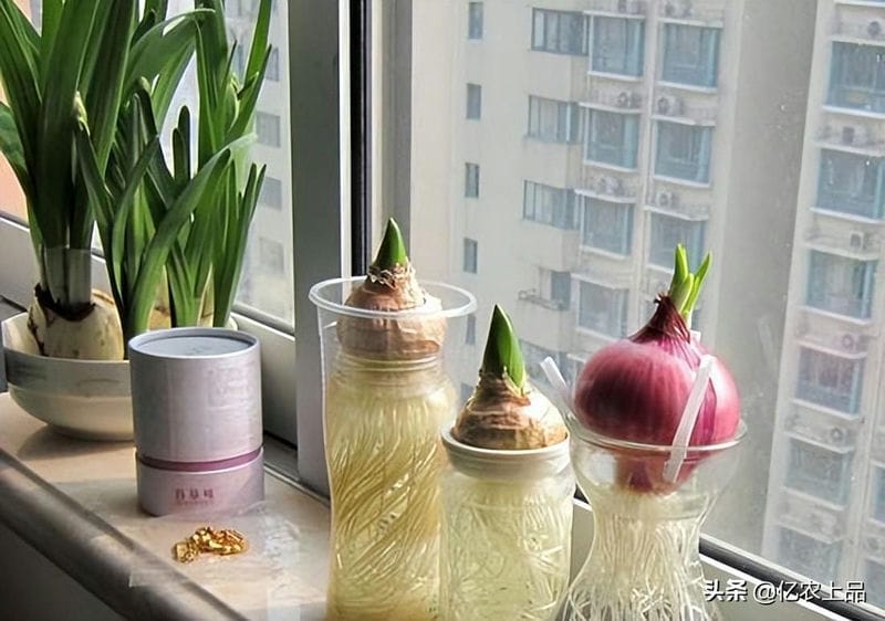 洋葱发芽长出来像葱一样的可以种地里吗（洋葱发芽长出来像葱一样的可以吃吗）