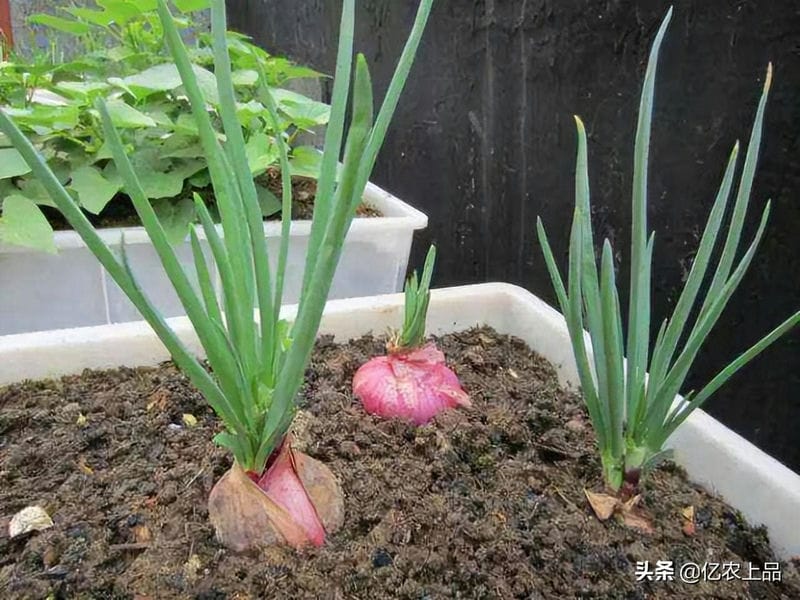 洋葱发芽长出来像葱一样的可以种地里吗（洋葱发芽长出来像葱一样的可以吃吗）