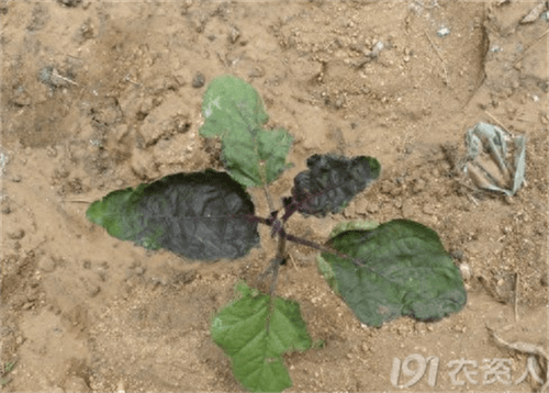 植物缺少氮磷钾会出现什么症状(植物缺氮磷钾的症状口诀)