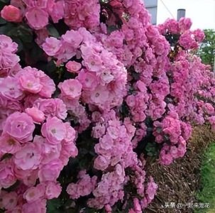 ​十大经典爬藤月季排名（十大爬藤月季排名）