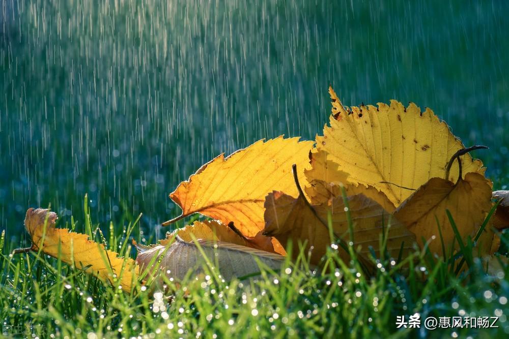 李清照声声慢秋情（声声慢·寻寻觅觅李清照讲解）