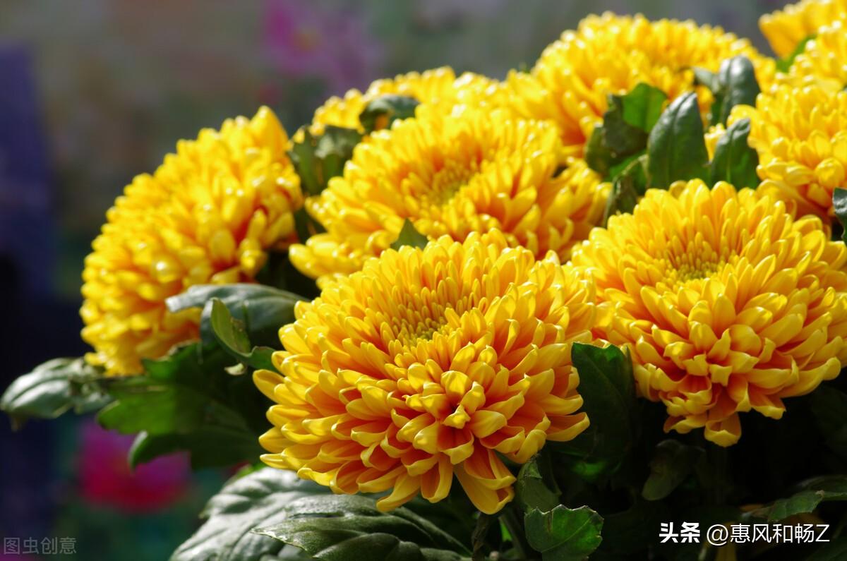 李清照声声慢秋情（声声慢·寻寻觅觅李清照讲解）