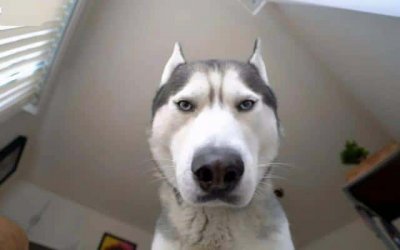 ​狗狗盯着主人眼睛看是什么意思（狗狗盯着主人看是什么意思）
