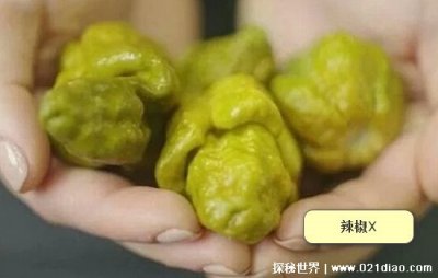 ​世界上最辣的辣椒，辣椒X(超越卡罗莱纳死神辣椒不能单独食用)