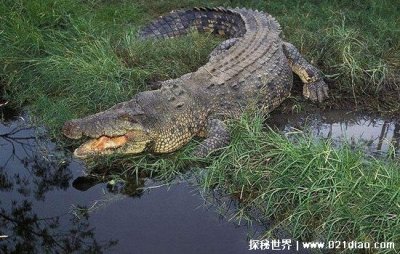 ​世界上最大的鳄鱼有多长 重达将近2吨