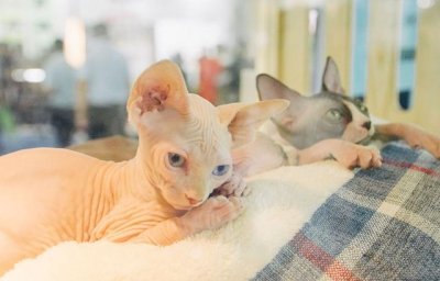 ​世界上最奇怪的猫（为什么无毛猫那么贵）