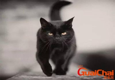 ​猫惊尸是真的吗？猫惊尸是真的还是假的