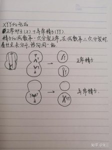 ​XXY什么意思啊