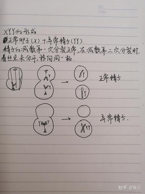 XXY什么意思啊