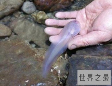 ​世界上最大的蝌蚪，不合理蛙儿时巨大后来变小