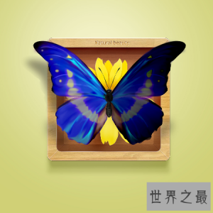 ​全世界上最漂亮最美丽的一种蝴蝶 光明女神蝶