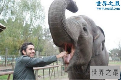 ​世界上最记仇的动物，大象(13年后撞死猎人)