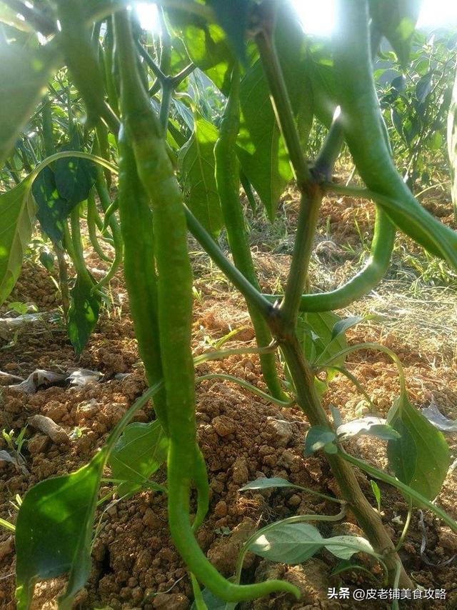 好看的农家菜菜谱大全(分享6道美味农家菜)(3)