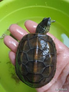 ​乌龟死了怎样才能制作成乌龟标本（乌龟干尸）？请看鸫龟先生图解