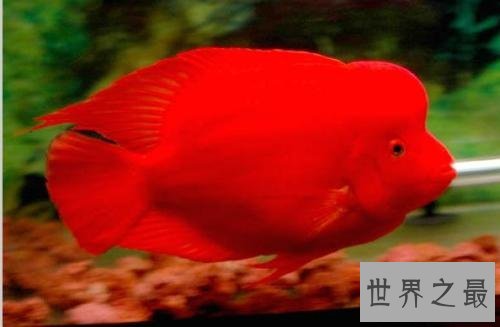 适合家养的十种鱼，它最受人们喜爱。