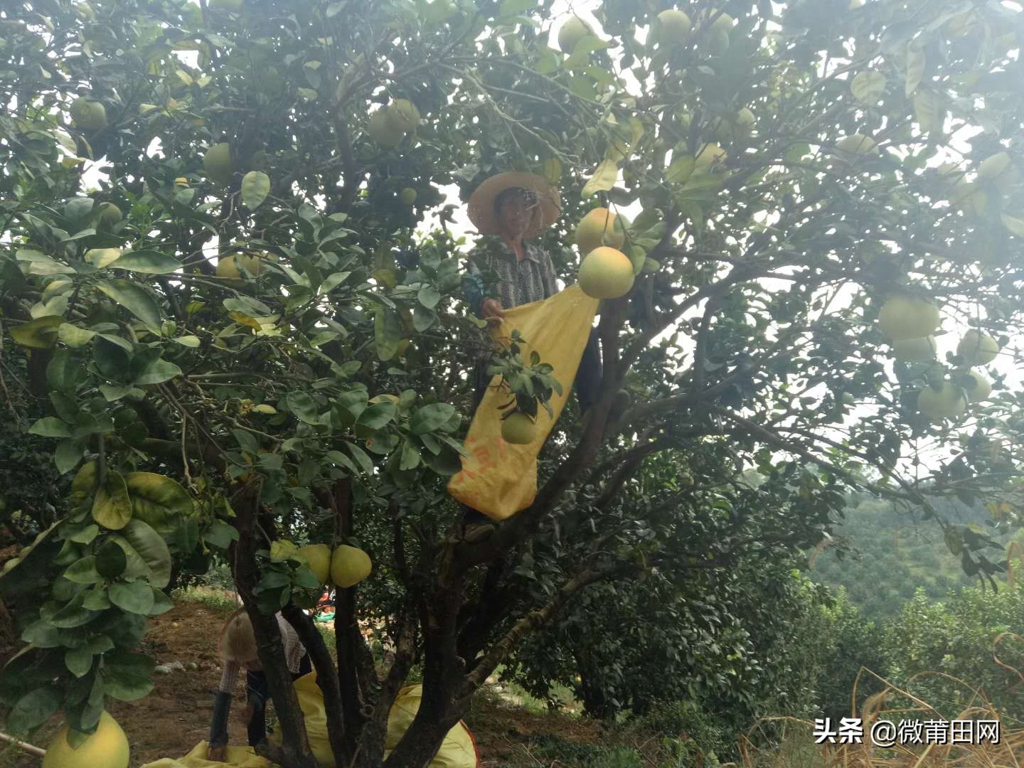 莆田四大名果文旦柚成熟了，满山的柚子，爬树采摘一天挣几百