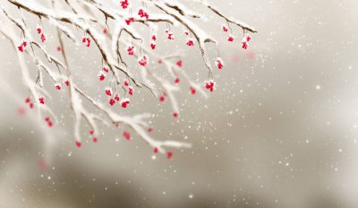 忽如一夜春风来出自哪首诗词(岑参与武判官:那首“忽如一夜春风来”里,没有