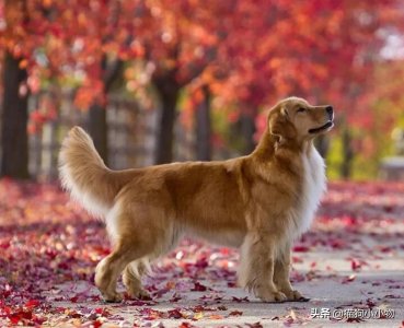 金毛犬要多少钱啊(养一只金毛要花多少钱?天呐,算出来居然要这么多)