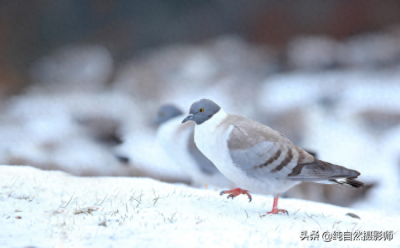 ​雪鸽百科知识，中国鸠鸽科之一