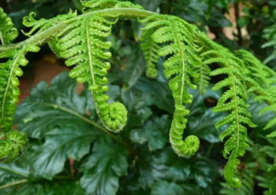 ​蕨类植物怎么繁殖后代(蕨类植物不开花如何繁殖呢？推荐几种适合家中养的蕨类盆